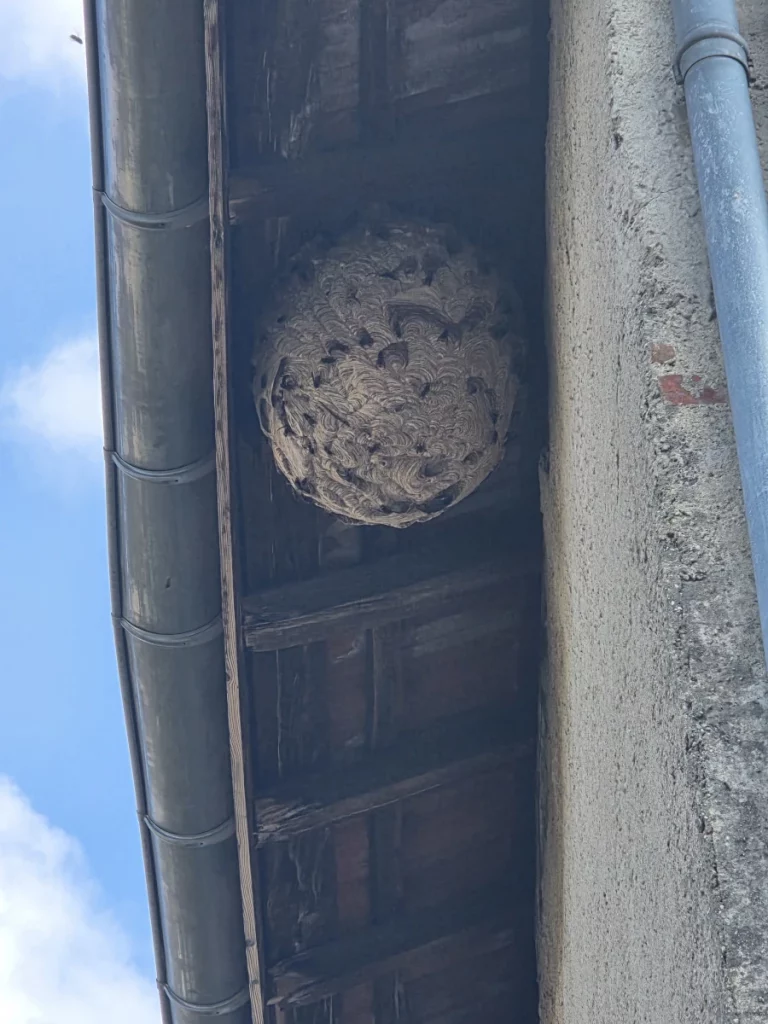 nid guepes drone projection aura 768x1024