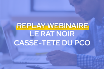 Rat noir, casse-tête PCO