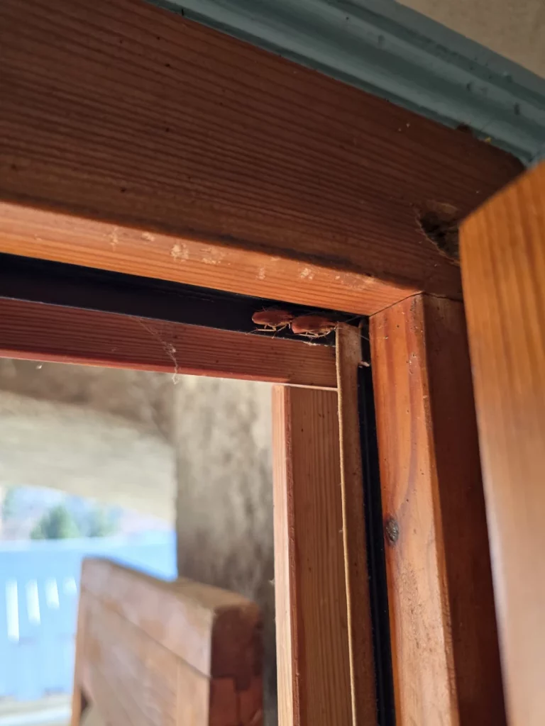 blattes fauna control 3d 768x1024