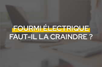 Fourmi électrique, faut-il craindre