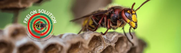 frelon solution 768x225