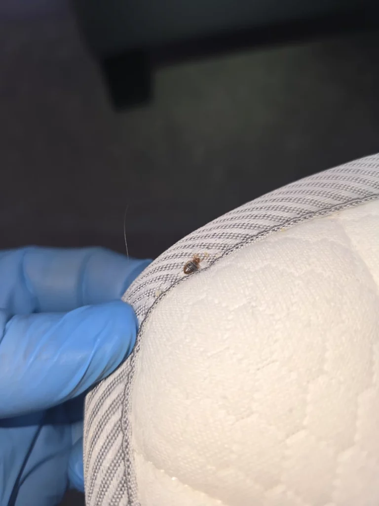 punaises fauna control 3d 768x1024