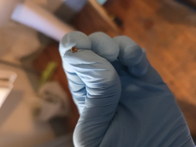 punaises lit fauna control 3d 768x576