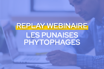 Replay webinaire - Punaises Phytophages