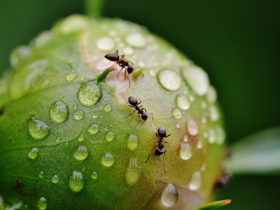 Certibiocide Nuisibles