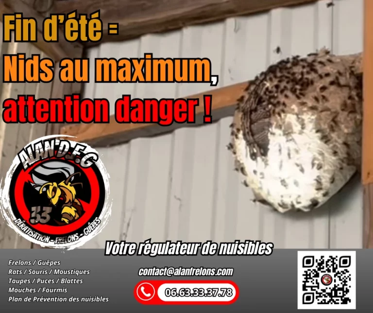 frelon Alan DFG 768x644