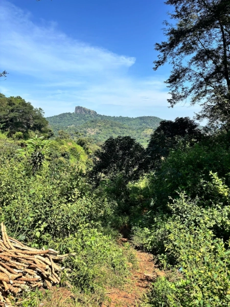 Paysage Guinée