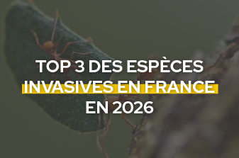 Top 3 des espèces invasives