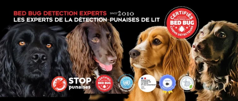 doggybug plv 768x326