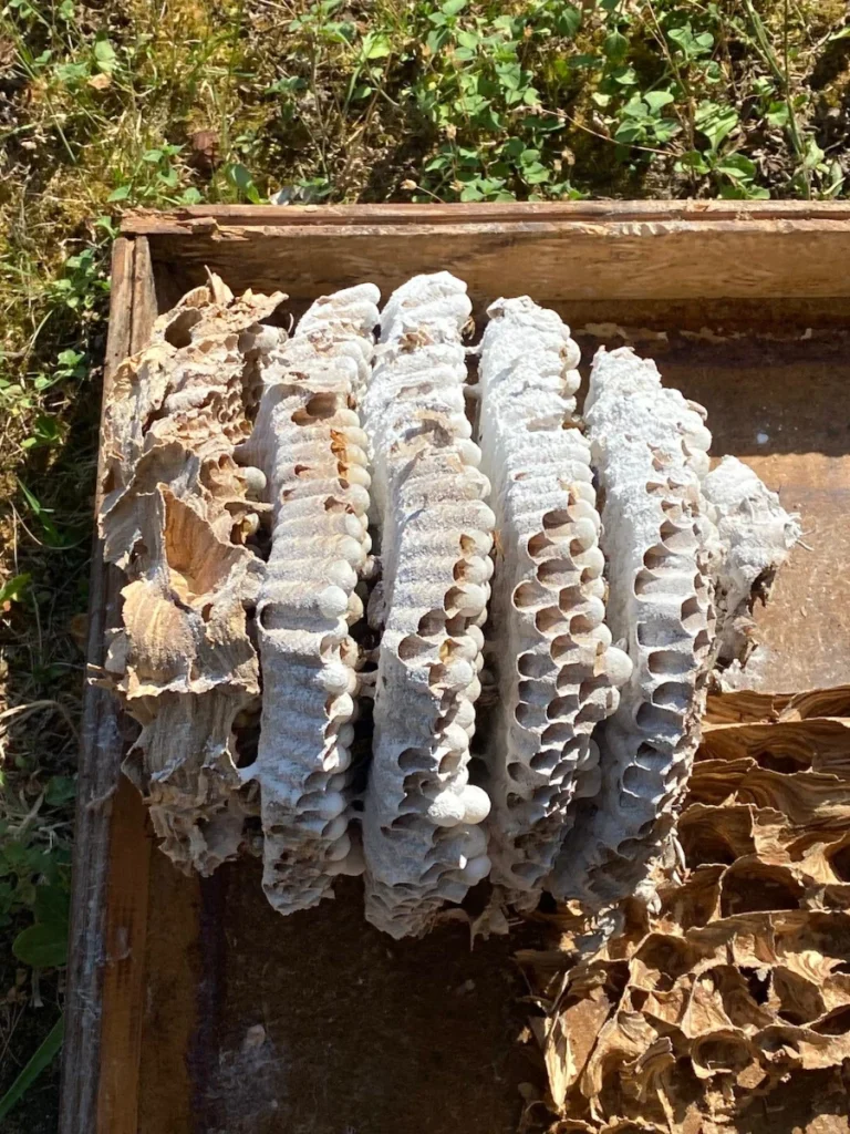 pest control rhone sos nuisibles nid frelons 768x1024