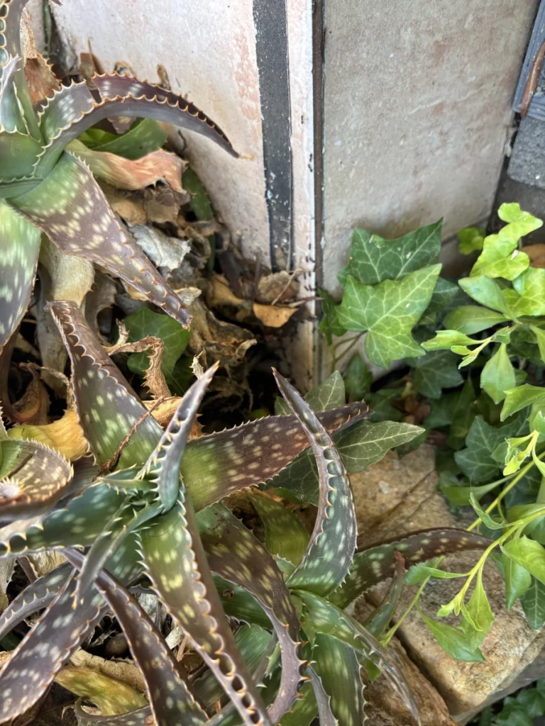 traitement fourmis 3r3d 768x1024